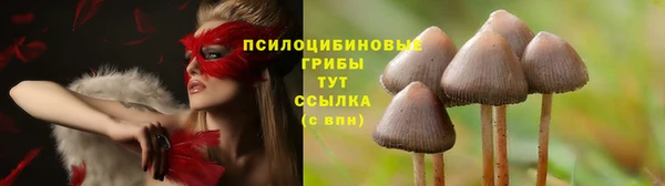 стаф Аркадак
